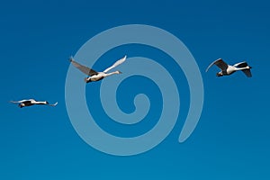 Tundra swan migration