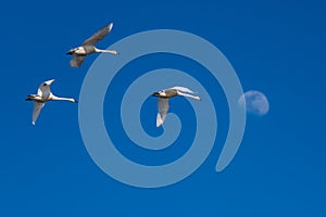 Tundra swan migration