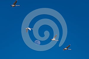 Tundra swan migration