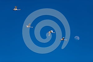 Tundra swan migration