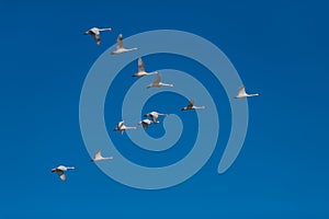 Tundra swan migration