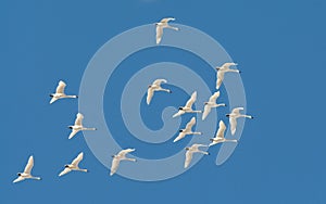 Tundra Swan Migration in Spring