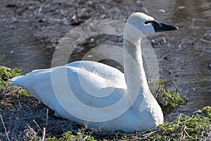 Tundra swan sitting on the shore
