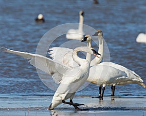 Tundra Swan skidding to a stop on the ice photo