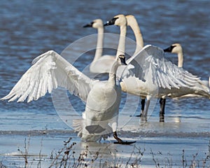 Tundra Swan sliding on the ice and braking to a stop photo