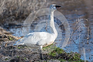 Tundra swan standing on the shore