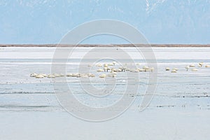 Tundra Swans, Bear River Migratory Bird Refuge