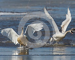 Bossy Tundra Swans on the ice photo