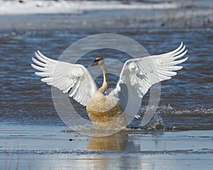 Tundra Swan on the ice photo