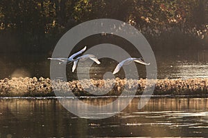 Tundra Swans in Bombay Hook National Wildlife Refuge