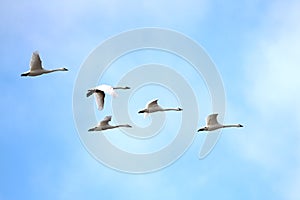 Tundra Swans (Cygnus columbianus) migrating in spring