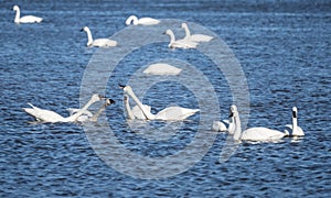 Tundra Swans cygnus columbines talking to each other