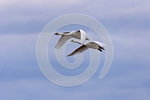 Tundra swans in flight