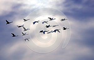 Tundra Swans in Flight photo