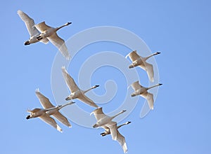 Tundra Swans in Flight photo