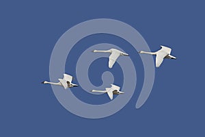 Tundra Swans in Flight photo