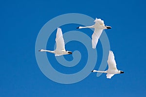 Tundra Swans in Flight photo