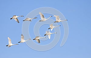 Tundra Swans in Flight photo