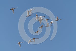 Tundra Swans Fly in Formation