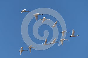 Tundra Swans Fly in Formation