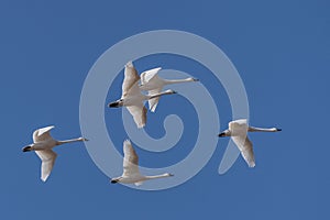 Tundra Swans Fly in Formation