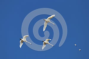 Tundra swans flying