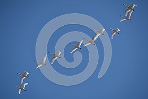 Tundra Swans Flying Against a Blue Sky Background at Middle Creek Nature Reserve