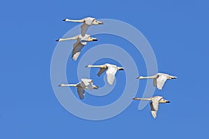 Tundra Swans Flying in a Clear Blue Sky