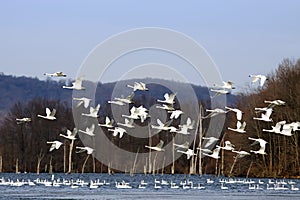 Tundra Swans Flying From Lake