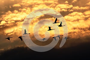 Tundra Swans Flying at Sunrise