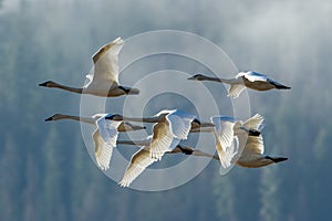 Tundra swans flyng in formation.