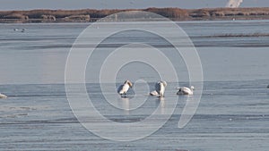 Tundra swans on the Ice in ealy spring