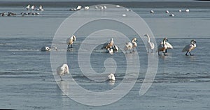 Tundra swans on the Ice in ealy spring