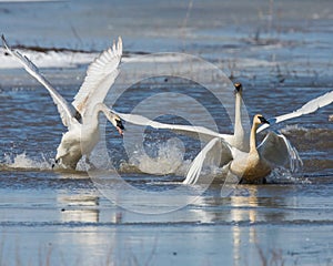 Tundra Swans leaping onto the ice