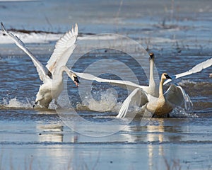 Tundra Swans leaping onto the ice photo