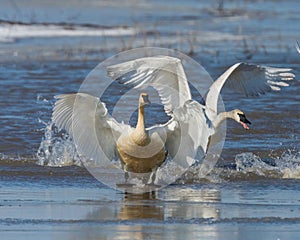 Two Tundra Swans leaping onto the ice photo