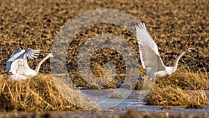 Tundra Swans lifting off