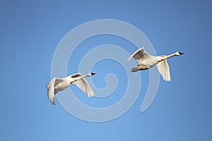 Tundra Swans Migrating in Spring