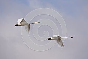 Tundra Swans in migration photo