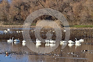 Tundra Swans - San Luis NWR, Los Banos