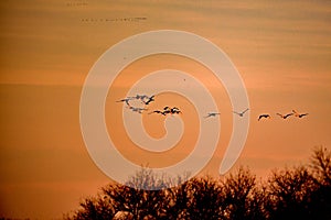 Tundra Swans - San Luis NWR, Los Banos