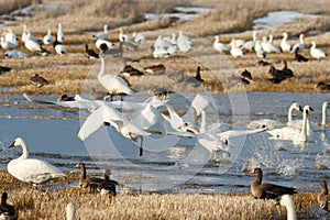 Tundra swans taking off from water