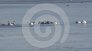 Tundra swans on the water in ealy spring