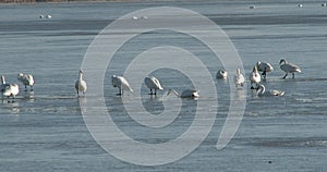 Tundra swans on the water in ealy spring