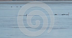 Tundra swans on the water in ealy spring