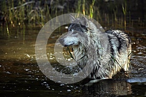 Tundra Wolf photo