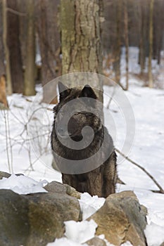 Tundra Wolf photo