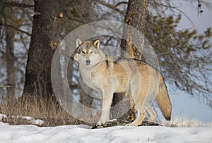 A Tundra Wolf Canis lupus albus walking in the winter snow with the mountains in the background