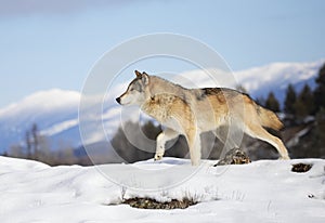 A Tundra Wolf Canis lupus albus walking in the winter snow with the mountains in the background