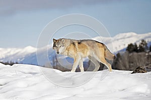 A Tundra Wolf Canis lupus albus walking in the winter snow with the mountains in the background in Montana